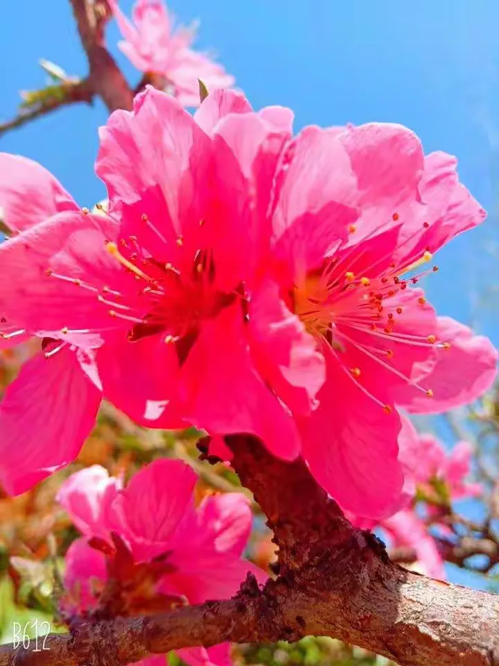 满地绿草绿油油,春暖花开红艳艳是什么生肖警惕虚假宣传、全面解答与解释、全面解答解释落实